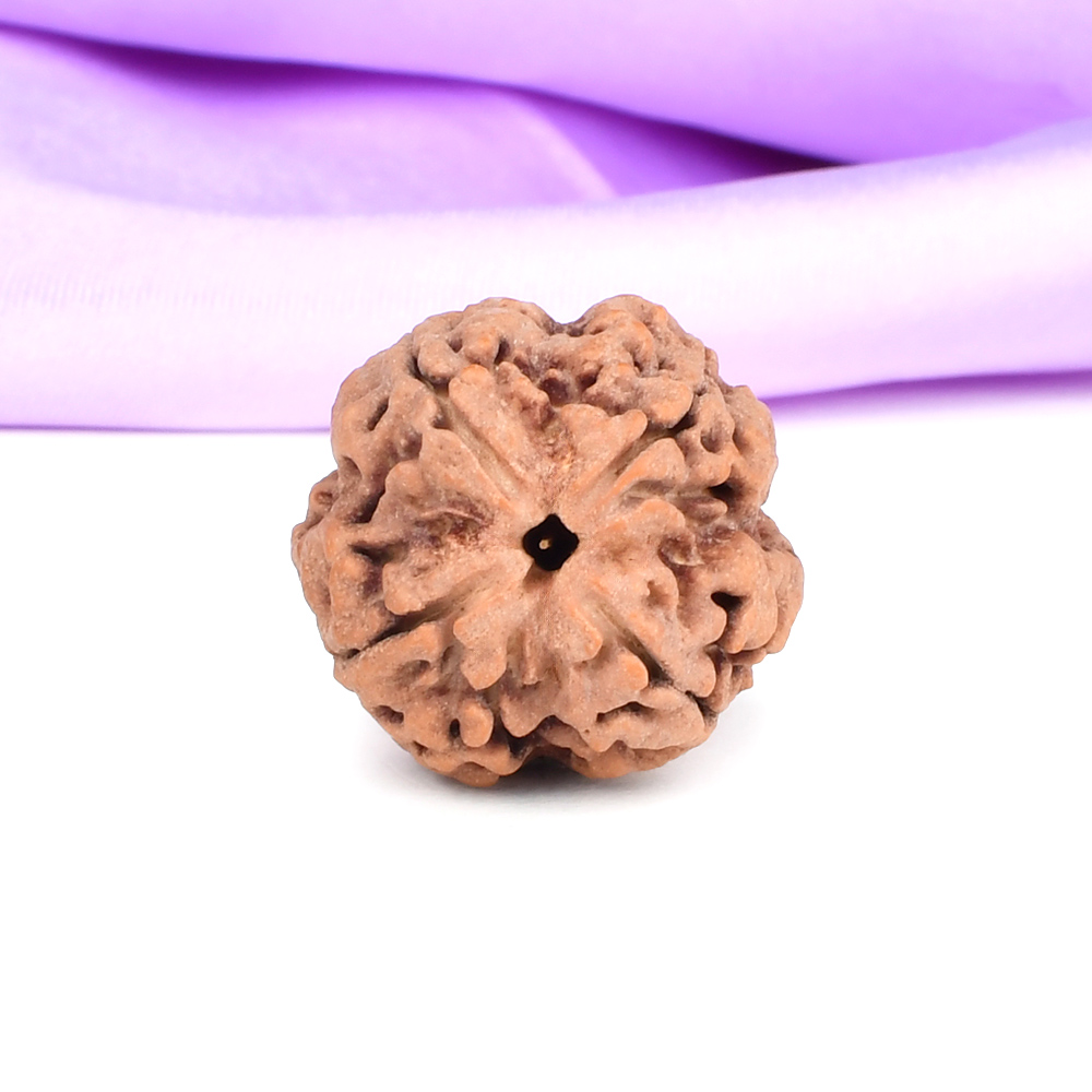 Collector 4 Mukhi from Nepal - CDLXXXV