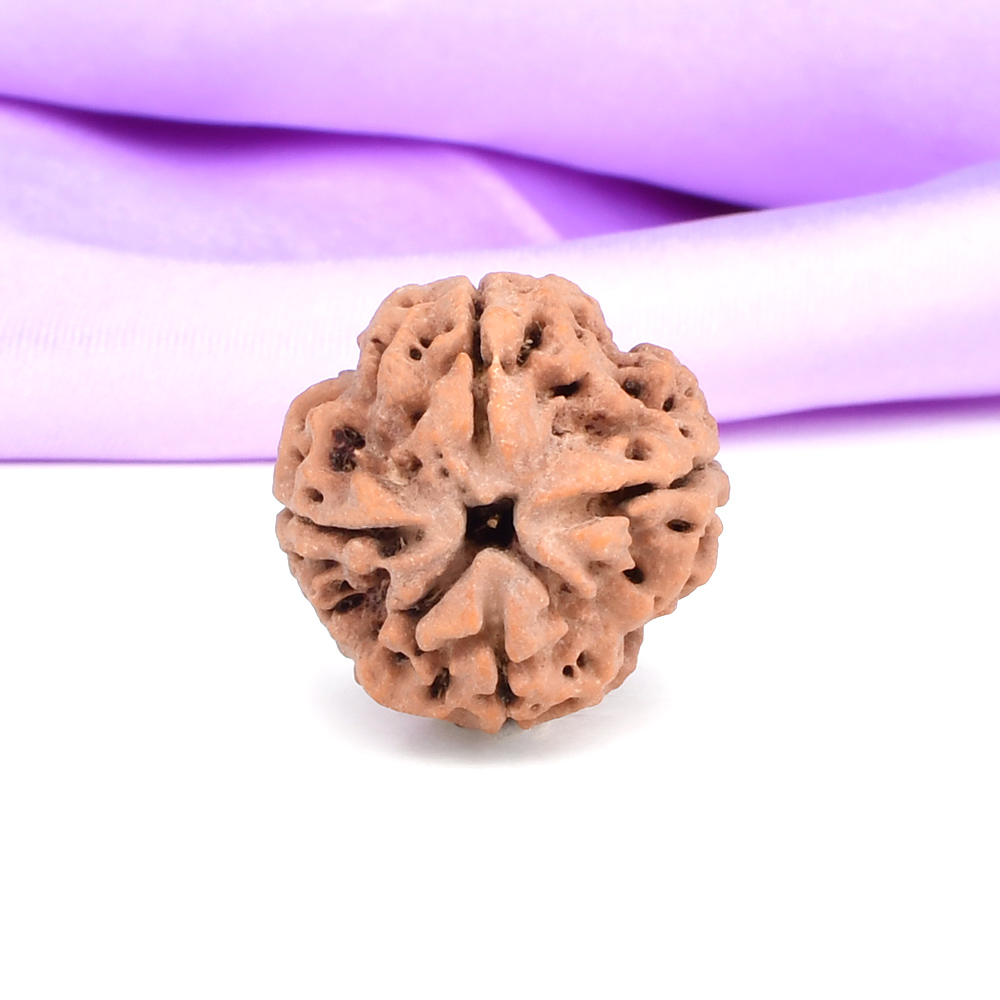 Collector 4 Mukhi from Nepal - CDLXXXVII