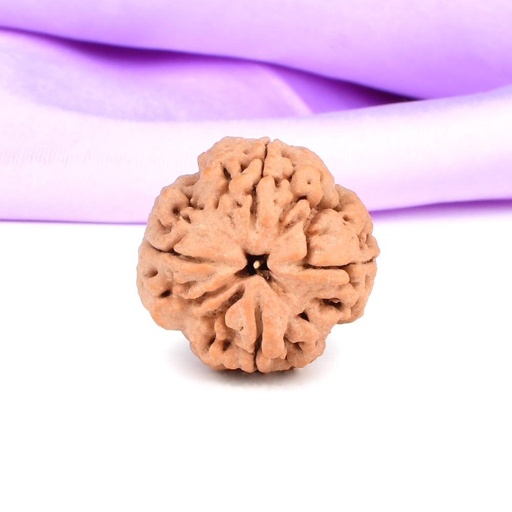 Collector 4 Mukhi from Nepal - CDLXXXVIII