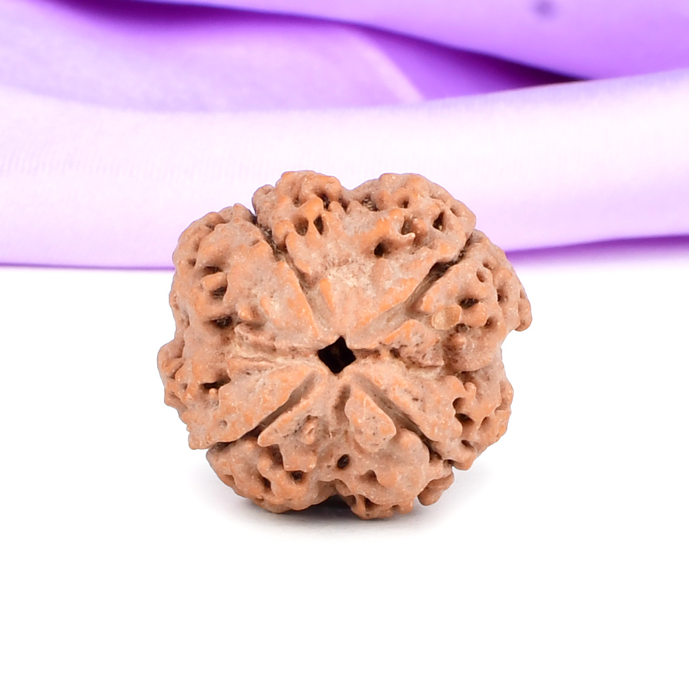 Collector 4 Mukhi from Nepal - DIII