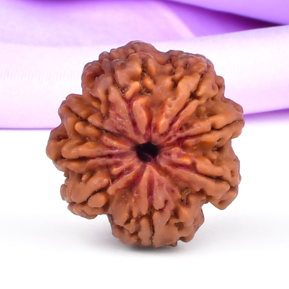 Collector 8 Mukhi from Nepal - XCIX