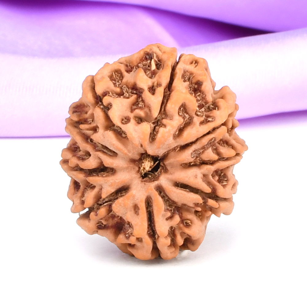 Super Collector 9 mukhi from Nepal - CXXIII