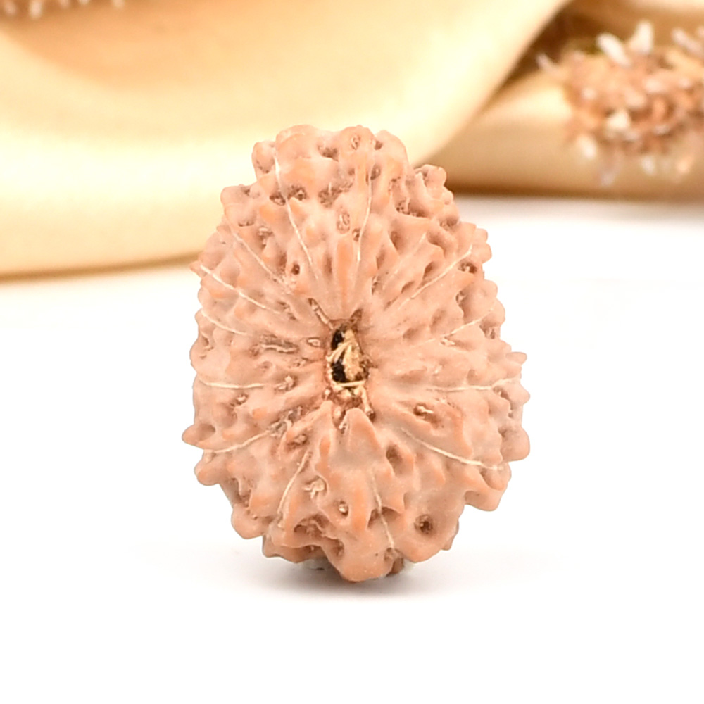 14 Mukhi from Java Indonesia Large - CLXXIII