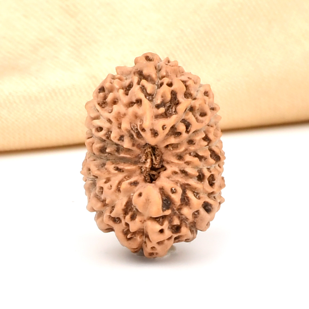 14 Mukhi from Java Indonesia Large - CLXXIV