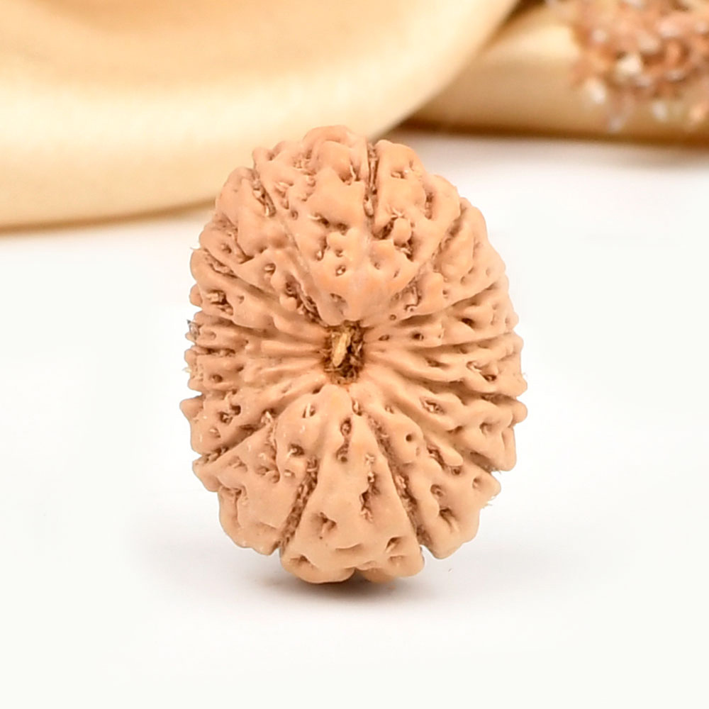 14 Mukhi from Java Indonesia Large - CLXXV