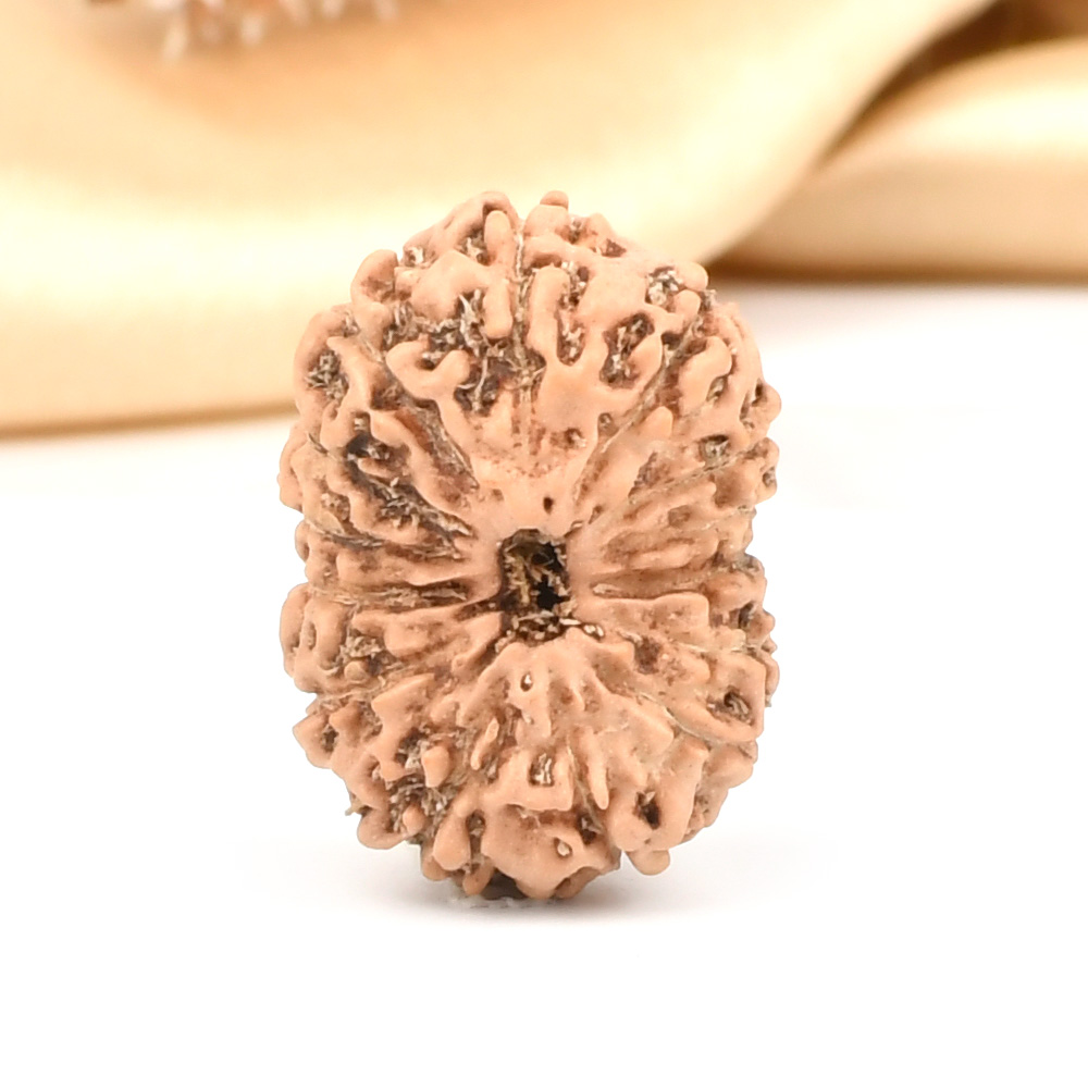 Collector 14 Mukhi from Java Indonesia - CXIII