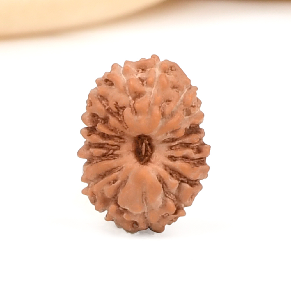 17 Mukhi from Java Indonesia Small - CCXXXVIII