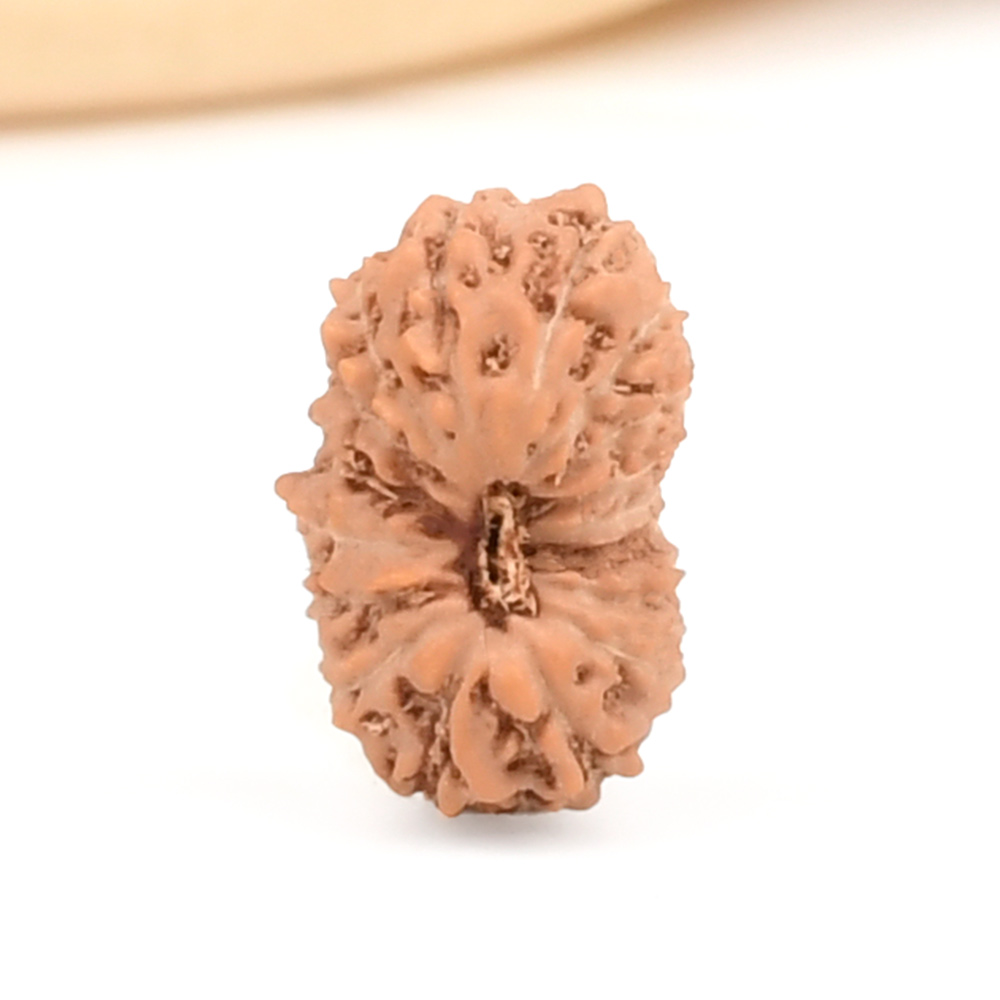 17 Mukhi from Java Indonesia Small - CCXL