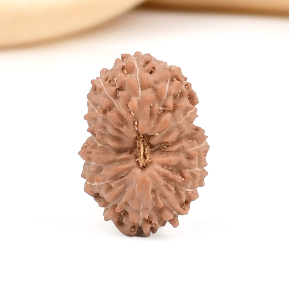 17 Mukhi from Java Indonesia Small - CCXLII