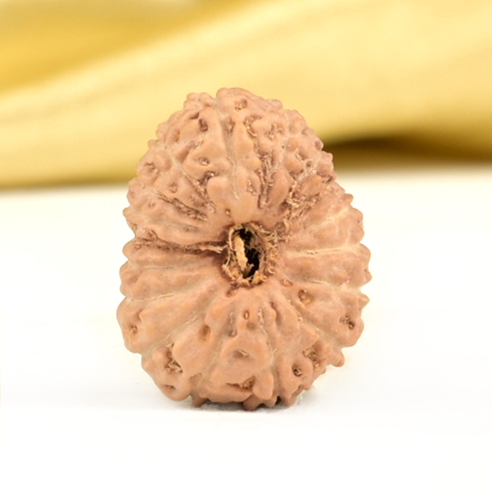 17 Mukhi from Java Indonesia - CLIX