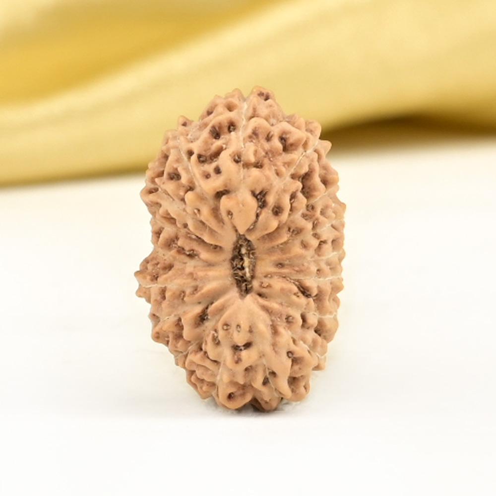 17 Mukhi from Java Indonesia Large