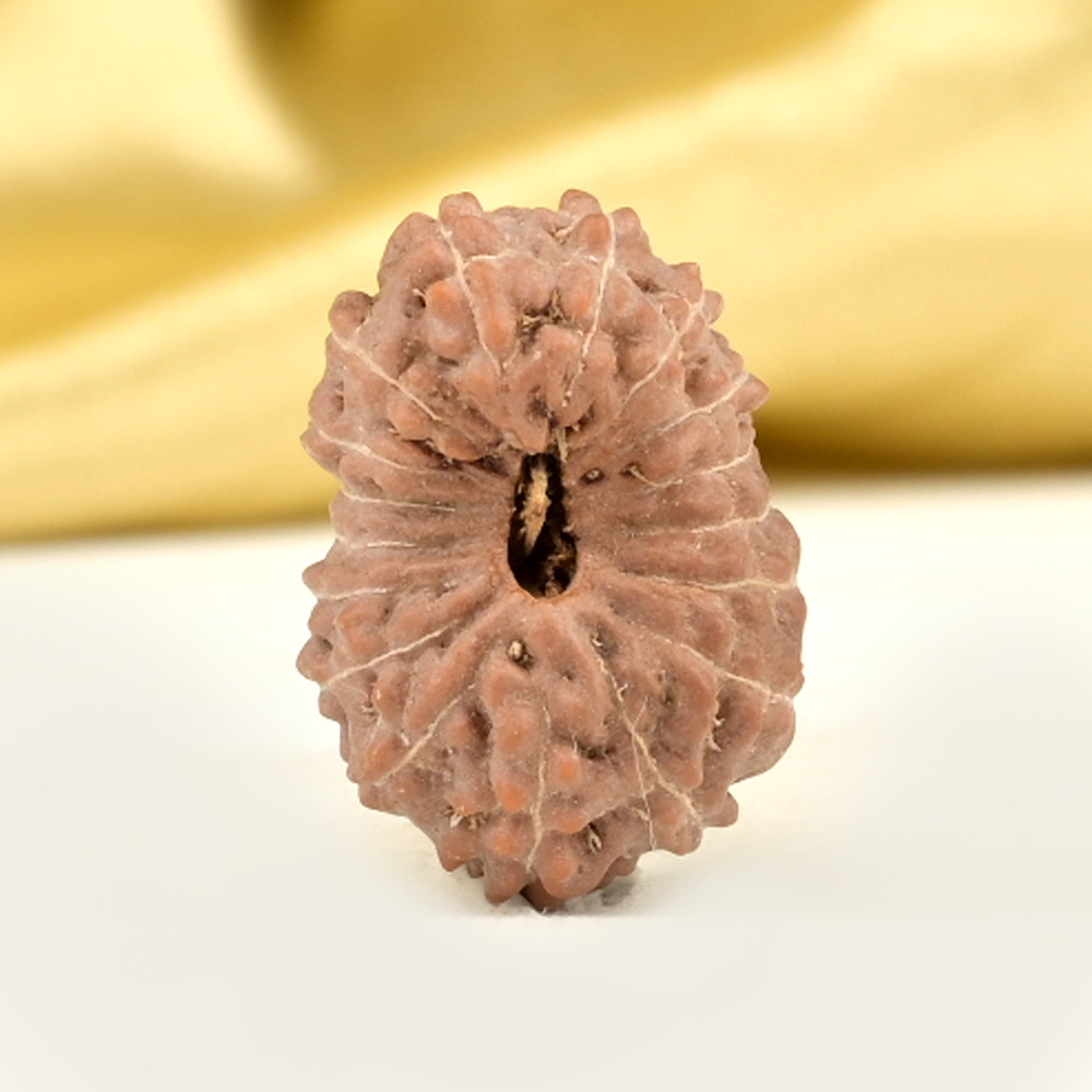 Collector 17 Mukhi From Java Indonesia - CLI