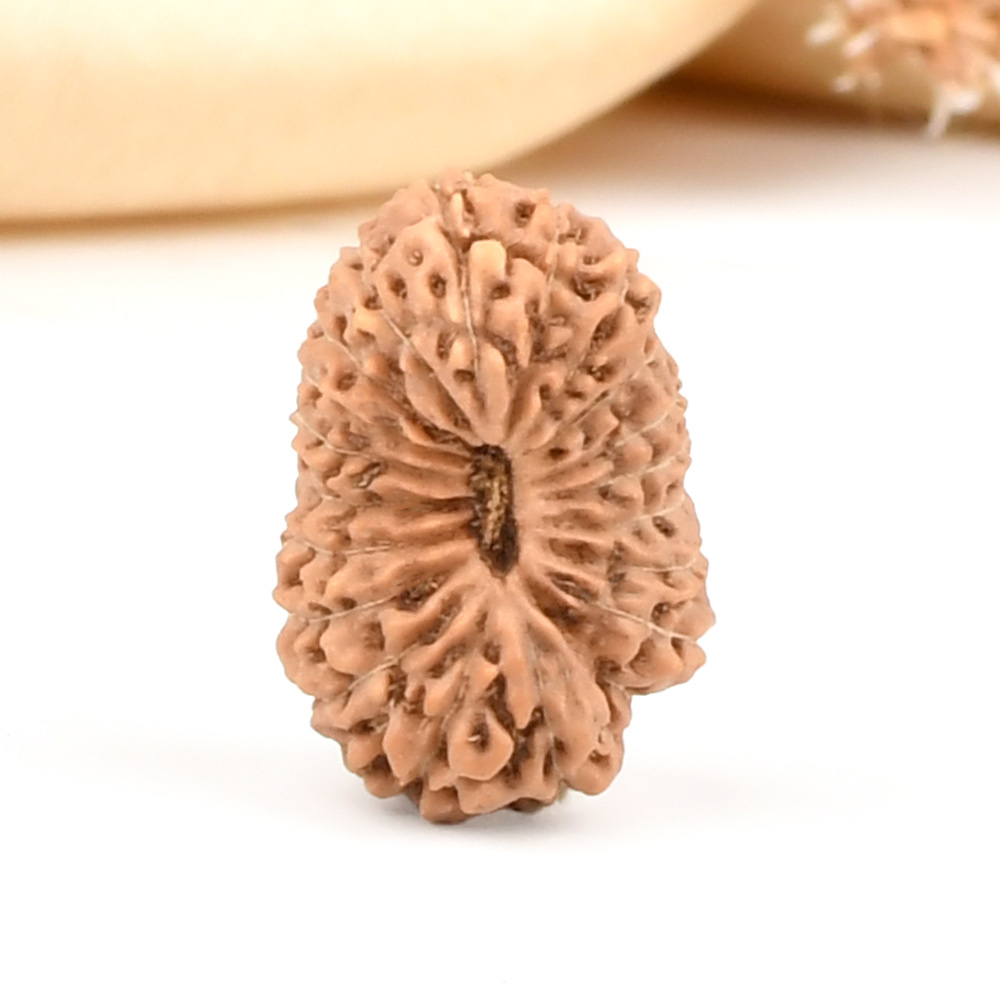 20 Mukhi from Java Indonesia Large - CXXV