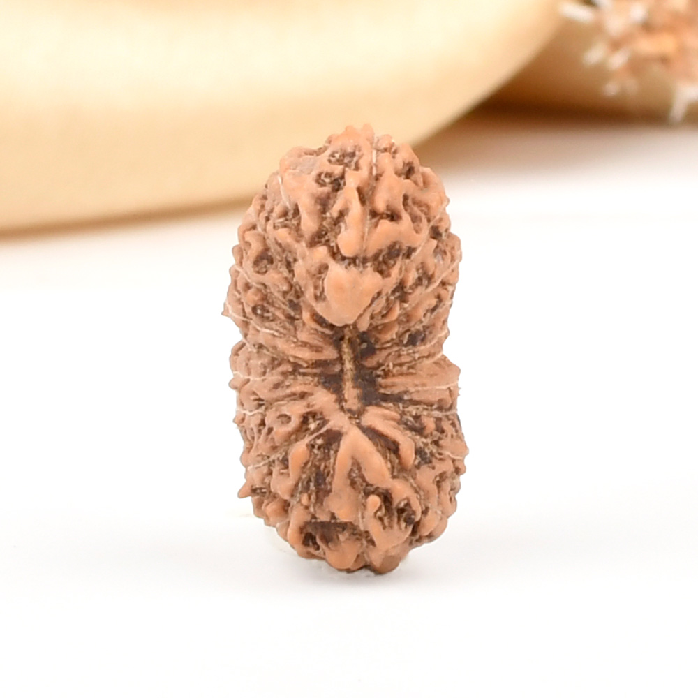 20 Mukhi from Java Indonesia Large - CXXVII
