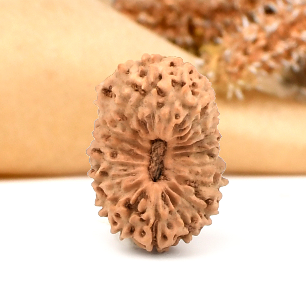 20 Mukhi from Java Indonesia Large - CXXI