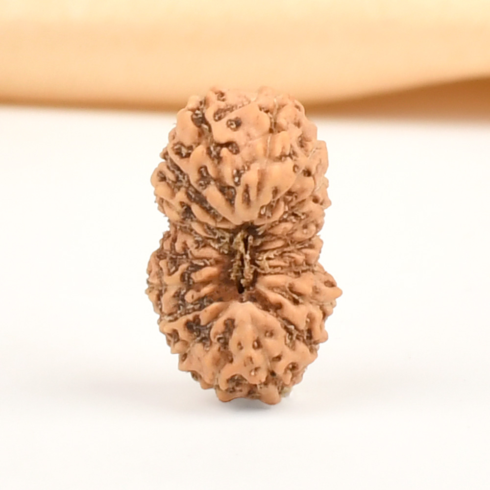 18 Mukhi from Java Indonesia Small - CCXVIII