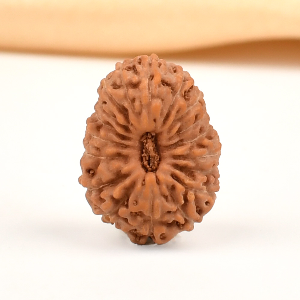 18 Mukhi from Java Indonesia Small - CCXVI