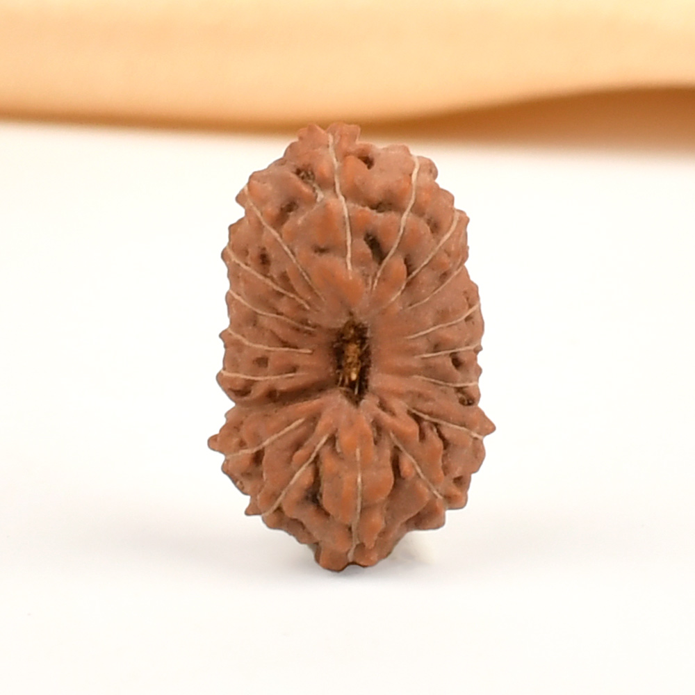 18 Mukhi from Java Indonesia Small - CCXVII