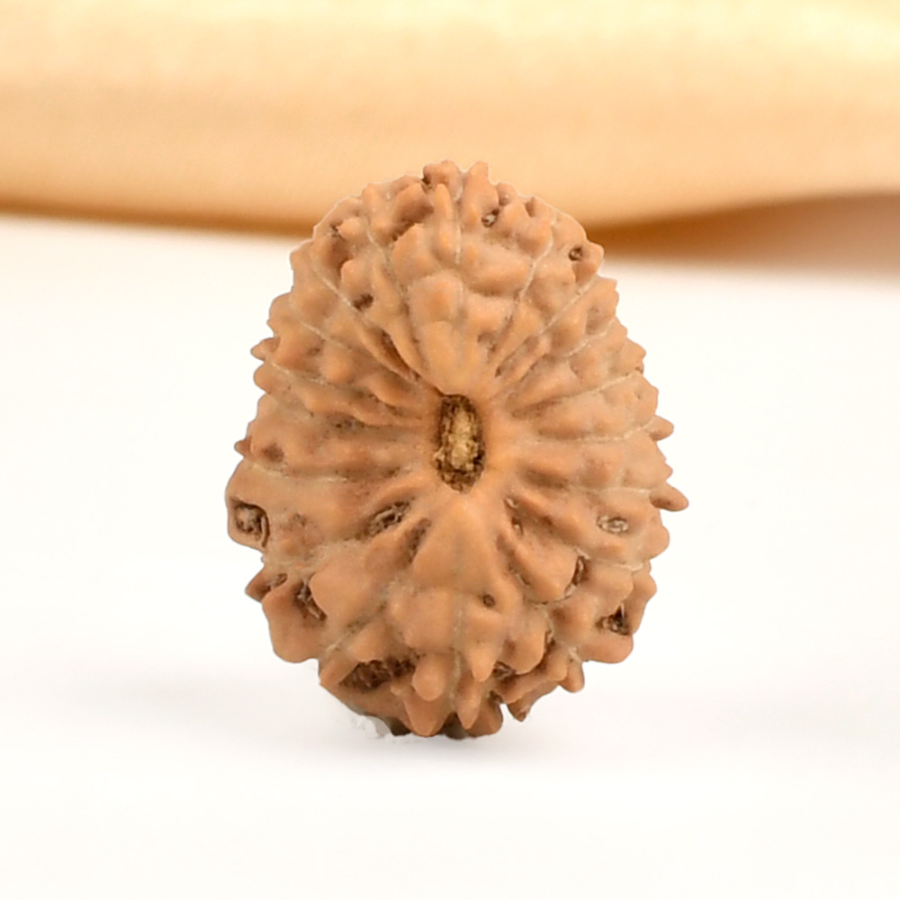 18 Mukhi from Java Indonesia - CXXVII