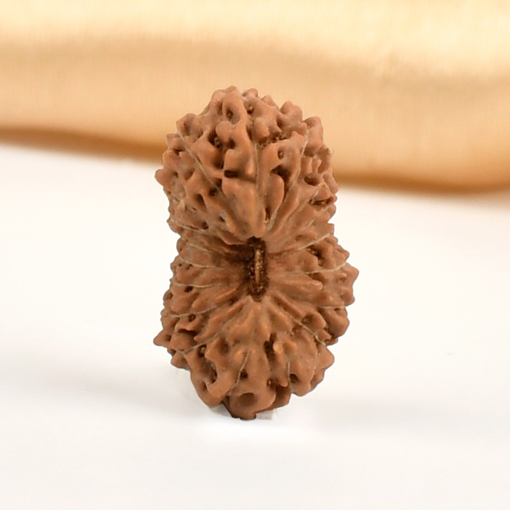 18 Mukhi from Java Indonesia - CXXVIII