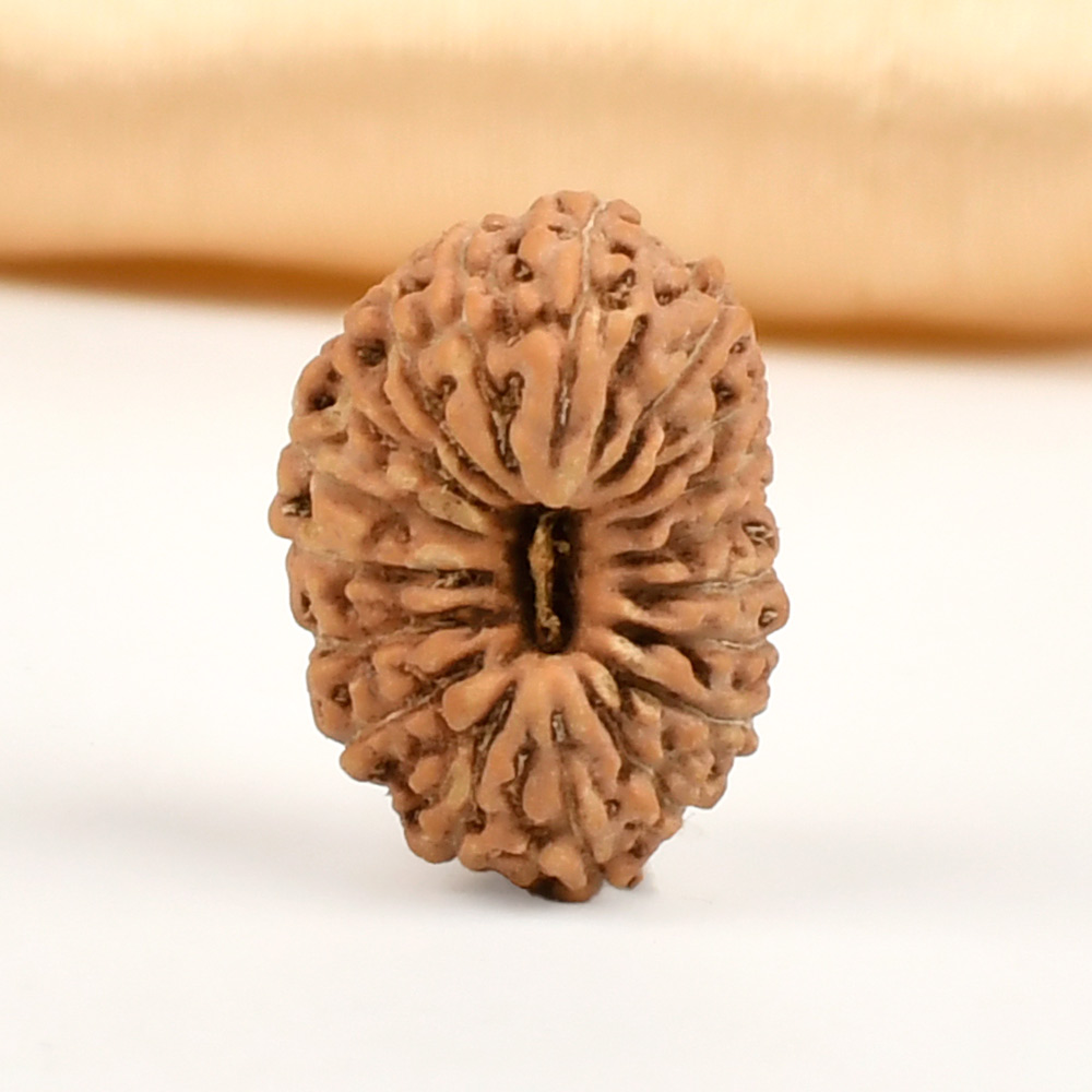 18 Mukhi from Java Indonesia - CXXIX