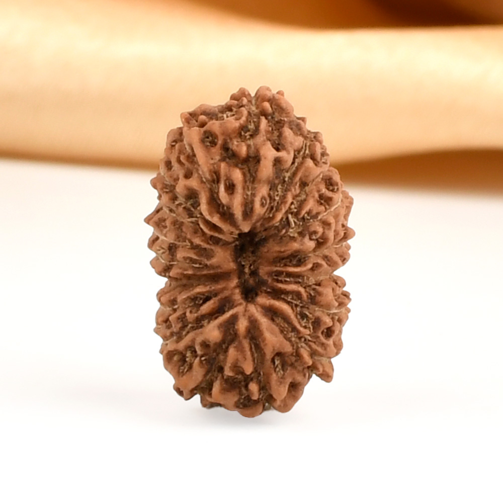 18 Mukhi from Java Indonesia - CXXX