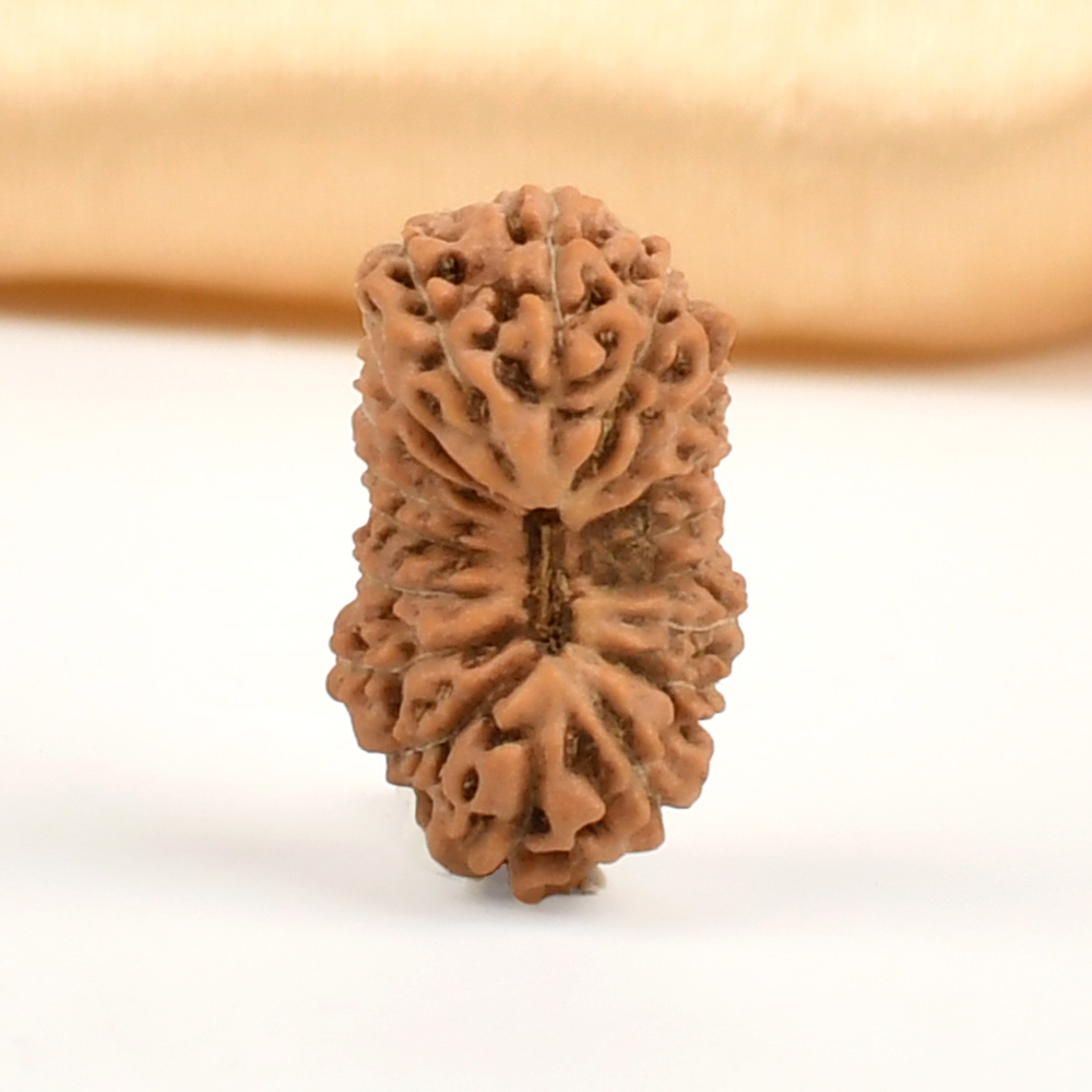 18 Mukhi from Java Indonesia - CXXXI