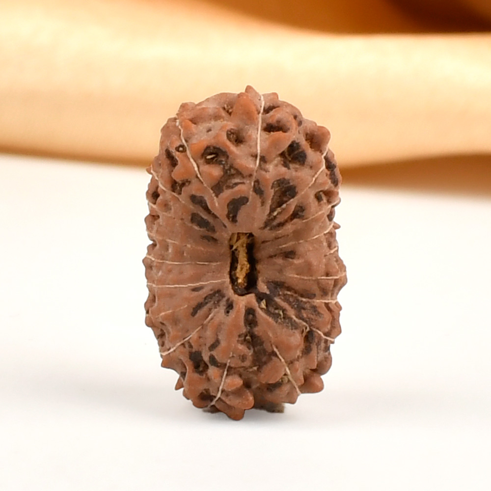 18 Mukhi from Java Indonesia - CXXXII