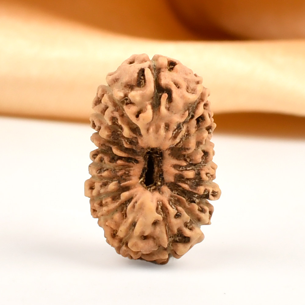 Collector 18 Mukhi from Java Indonesia - CVII