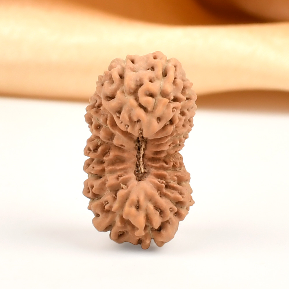 Collector 18 Mukhi from Java Indonesia - CIX