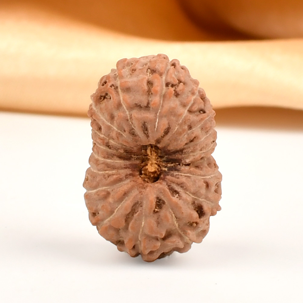 Collector 18 Mukhi from Java Indonesia - CX