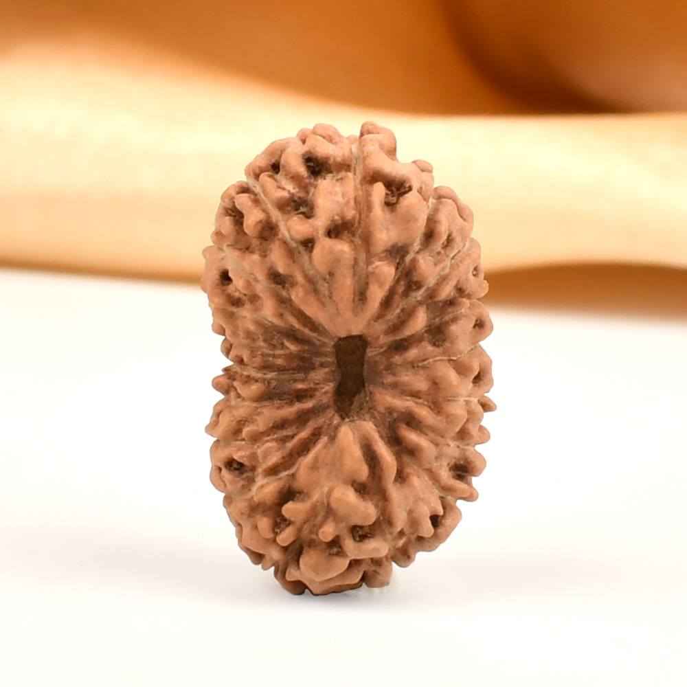 Collector 18 Mukhi from Java Indonesia - CXII