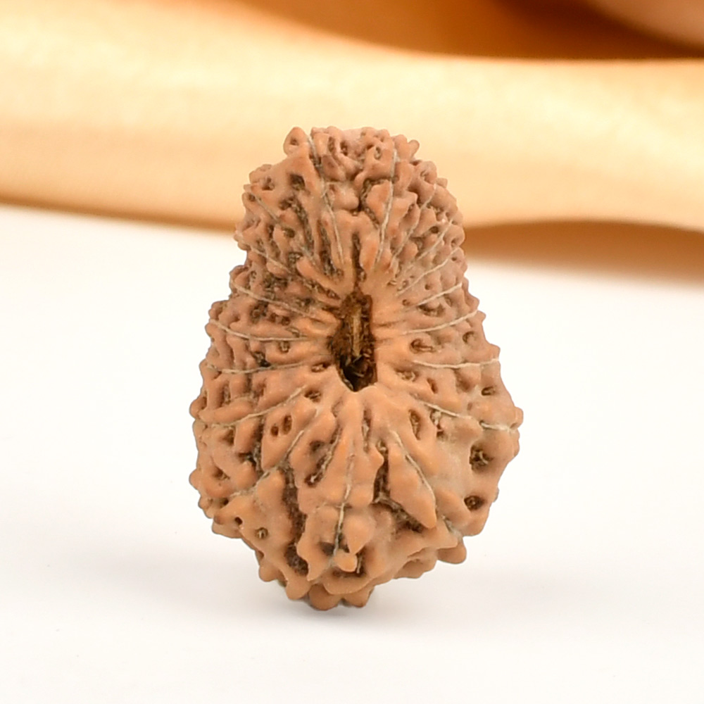 Collector 18 Mukhi from Java Indonesia - CXIII