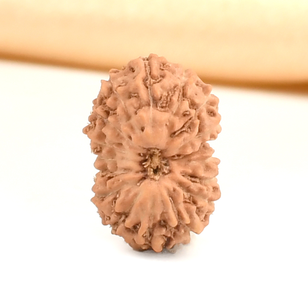 17 Mukhi from Java Indonesia Small - CCXLIV