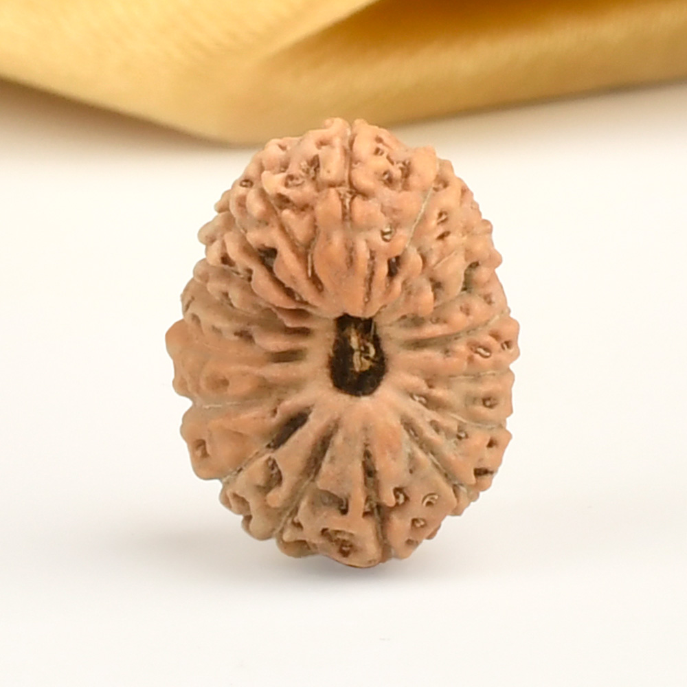 17 Mukhi from Java Indonesia - CXLVII