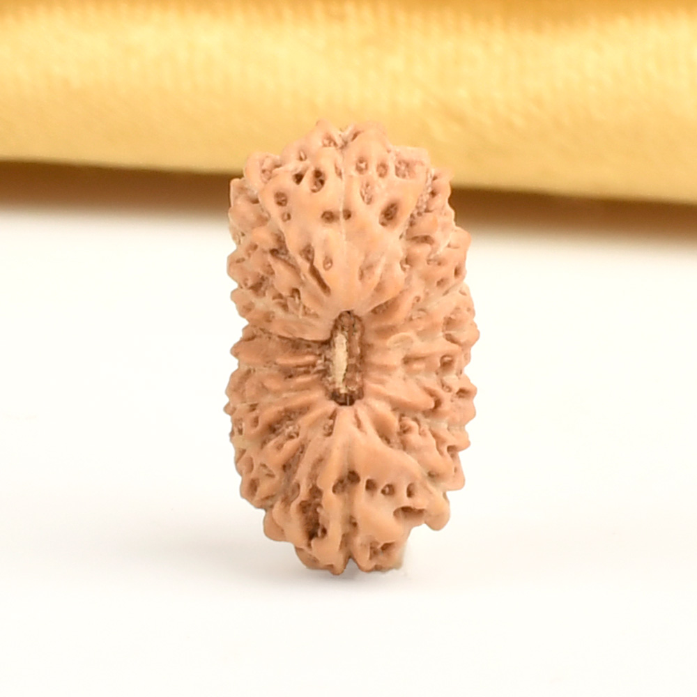 17 Mukhi from Java Indonesia - CLIII