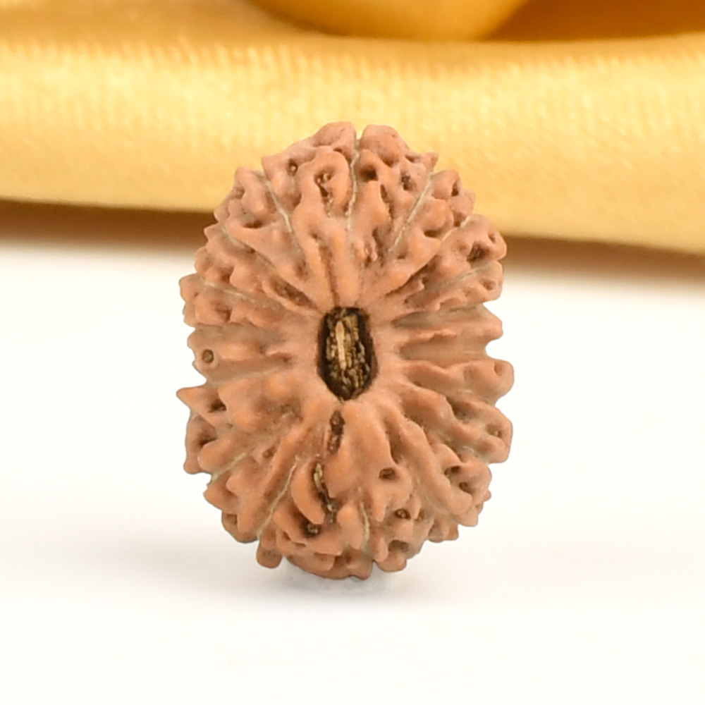 17 Mukhi from Java Indonesia - CXLVIII