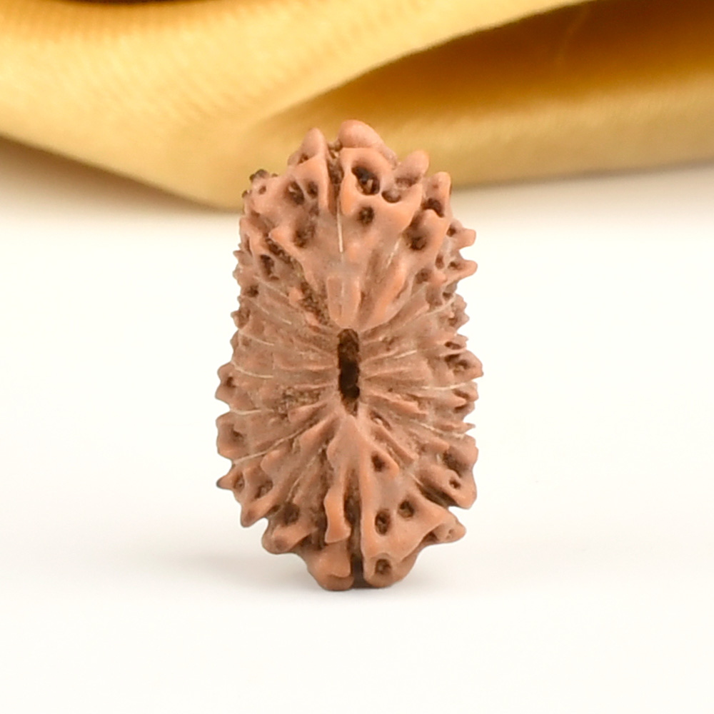 17 Mukhi from Java Indonesia - CL