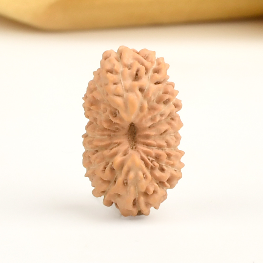 17 Mukhi from Java Indonesia - CLI