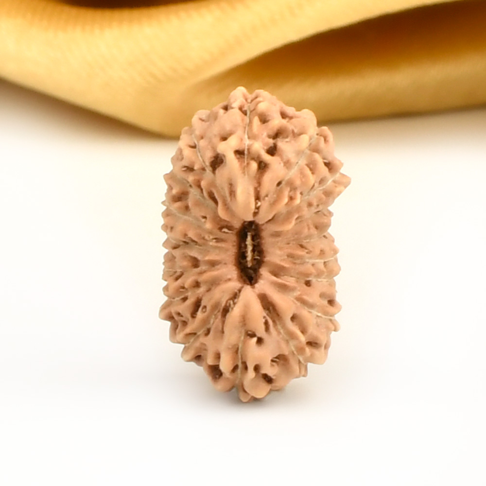 17 Mukhi from Java Indonesia Large - CCV