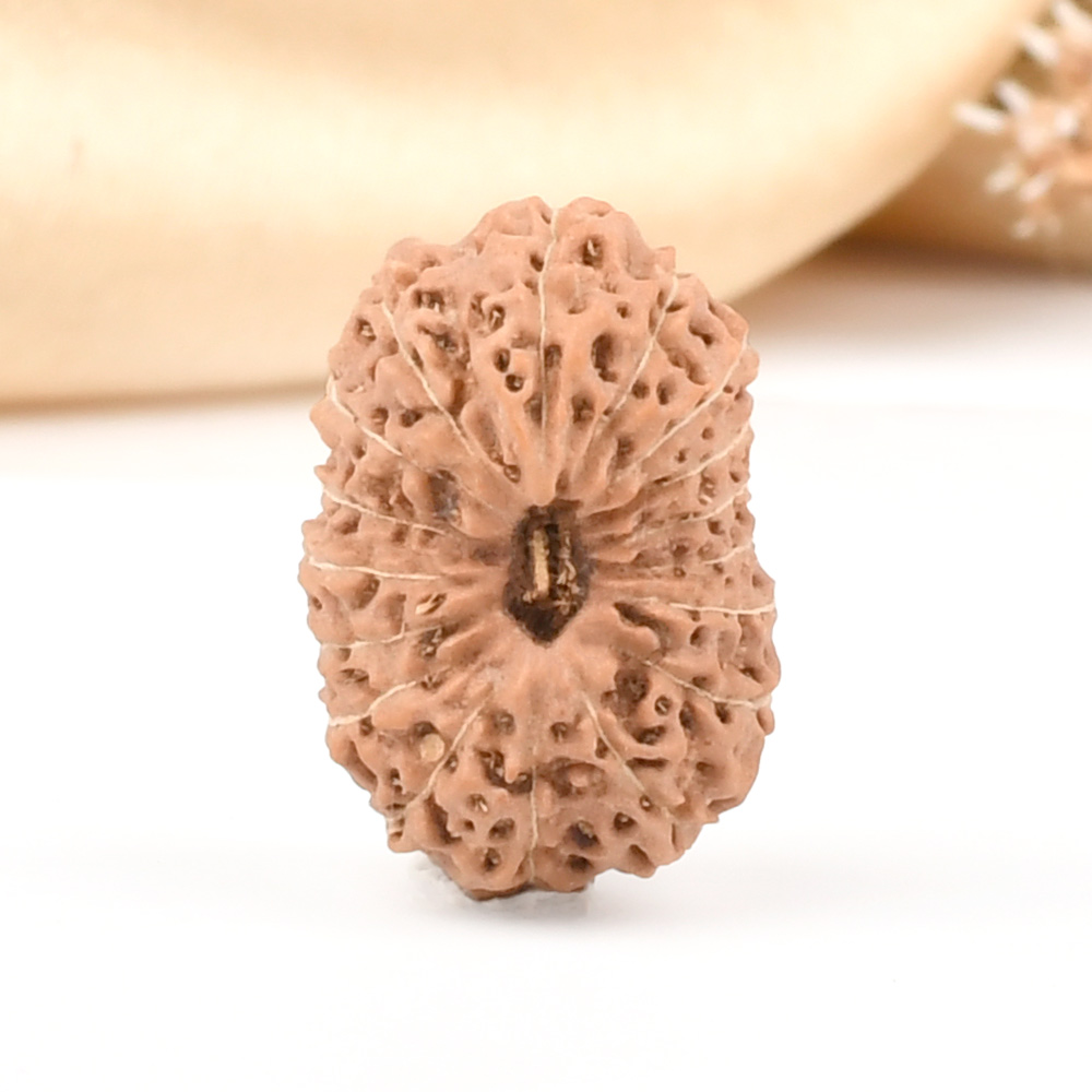 Collector 17 Mukhi From Java Indonesia - CIX