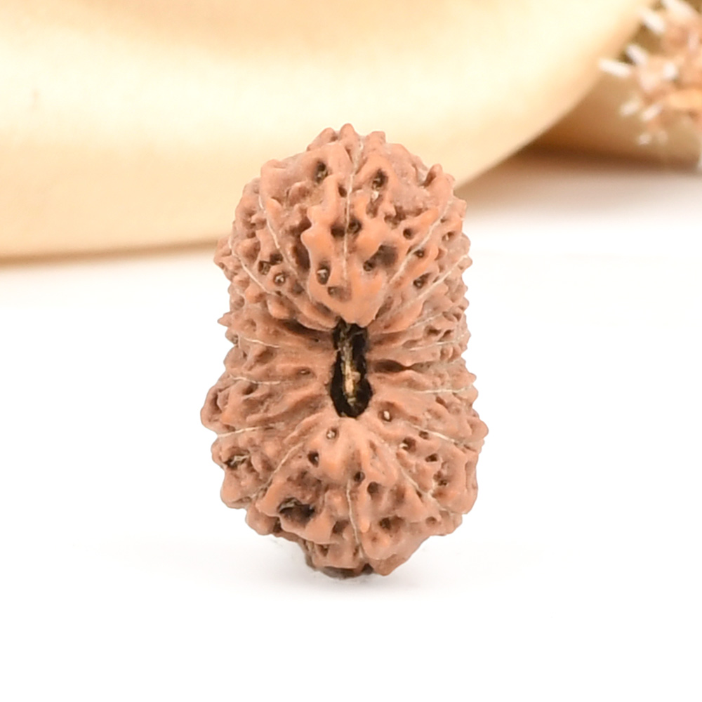 Collector 17 Mukhi From Java Indonesia - CX