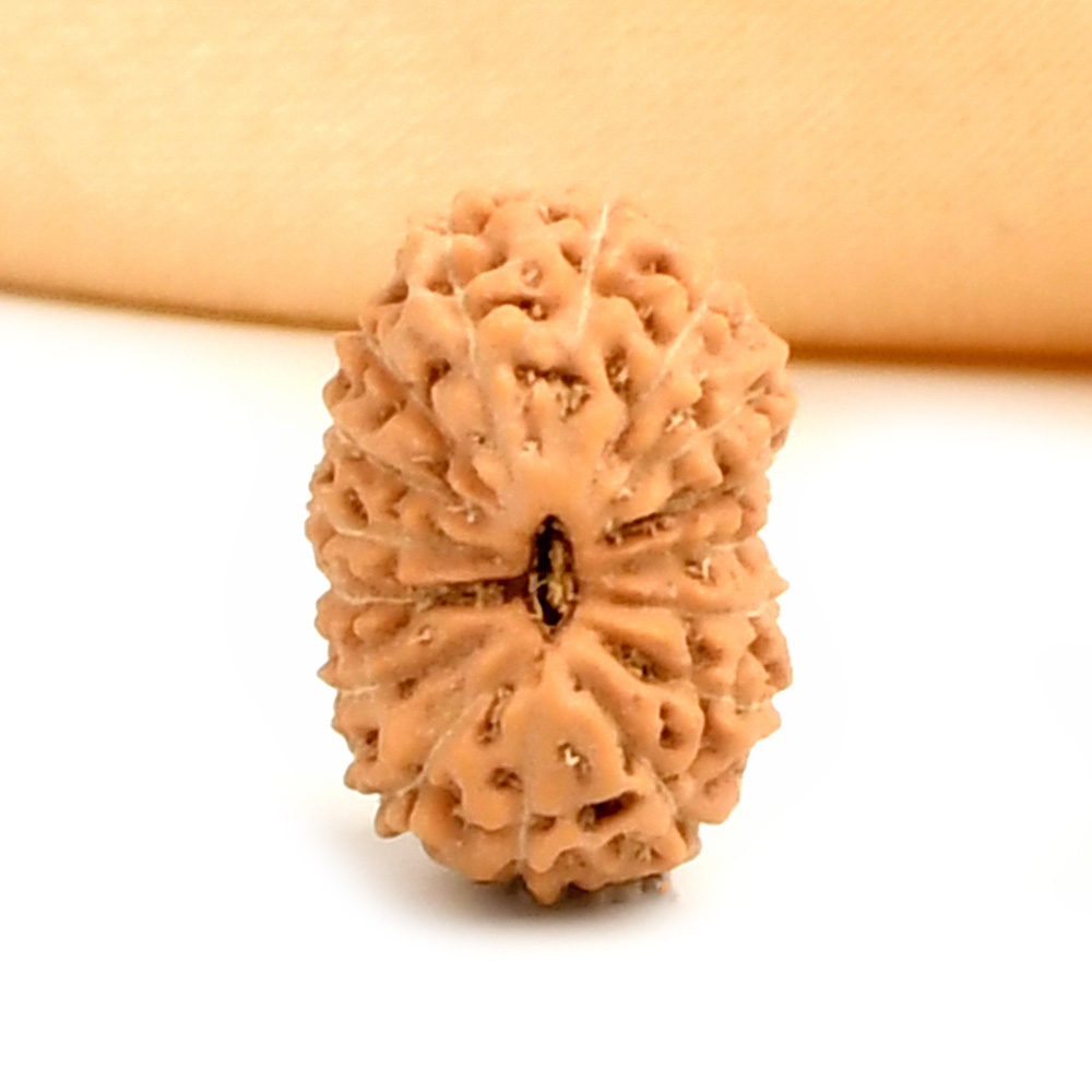 16 Mukhi from Java Indonesia - CCXXVI