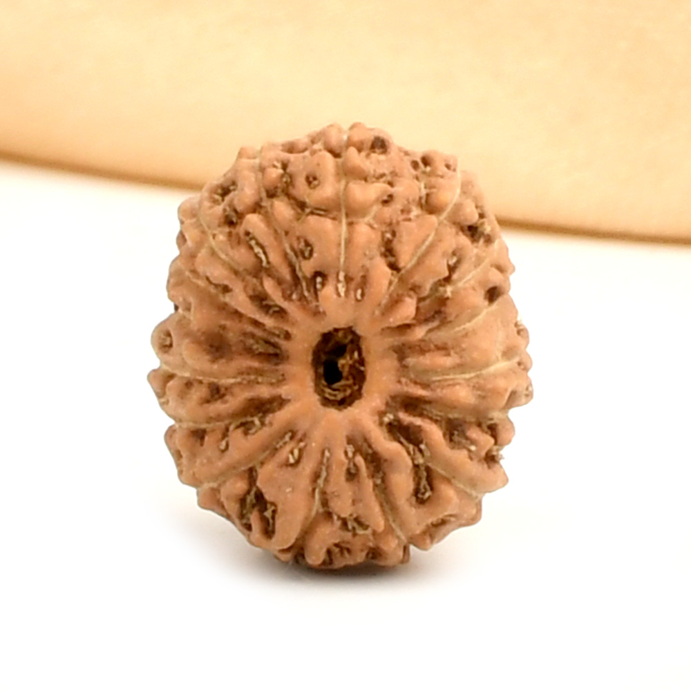 16 Mukhi from Java Indonesia - CCXXVIII