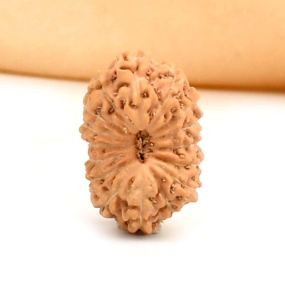 16 Mukhi from Java Indonesia - CCXXIX