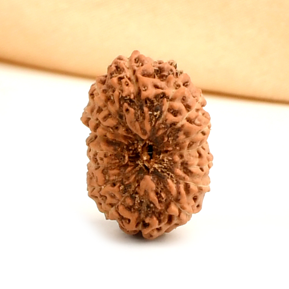 16 Mukhi from Java Indonesia - CCXXX