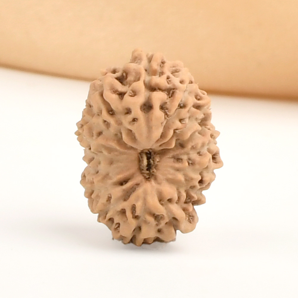 16 Mukhi from Java Indonesia - CCXXI