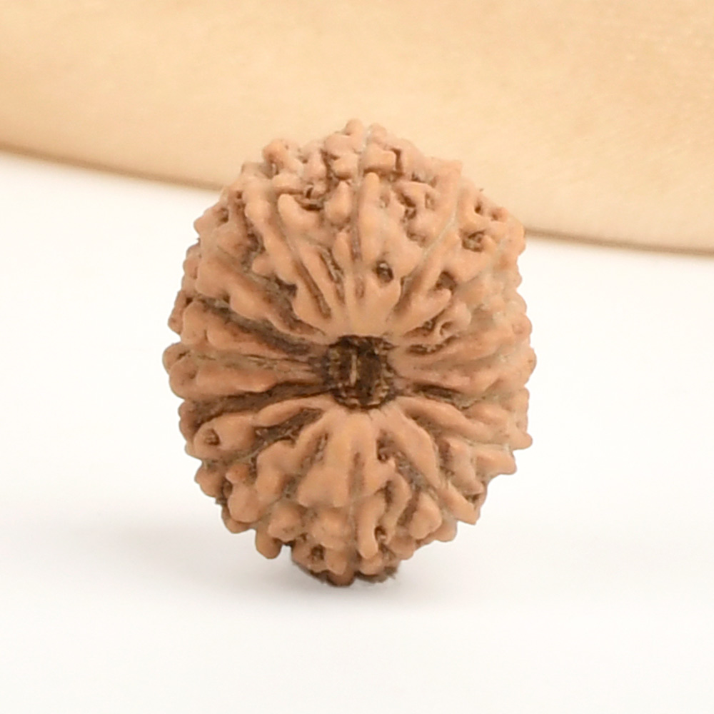 16 Mukhi from Java Indonesia - CCXXII