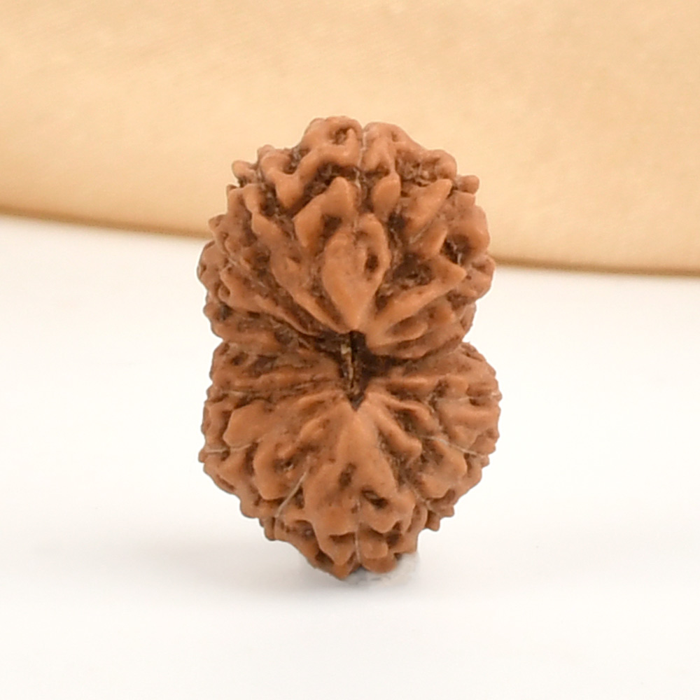 16 Mukhi from Java Indonesia - CCXXIV