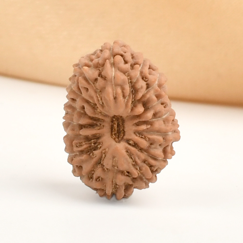 16 Mukhi from Java Indonesia - CCXXV